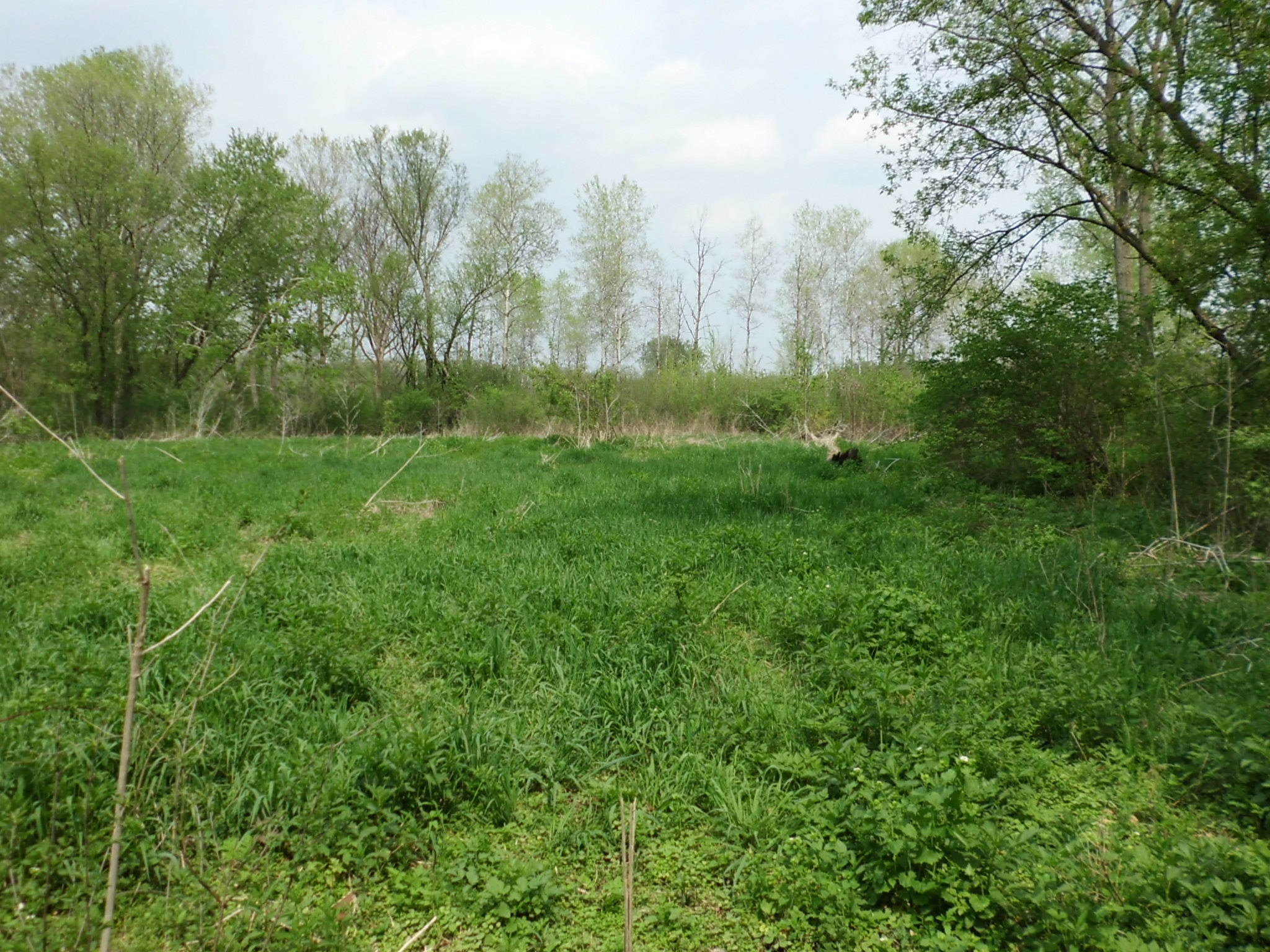 
Wetland Fen